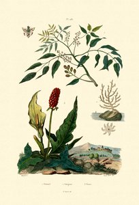 Bamya Araf, 1833-39 by French School